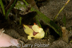 Smallest painted frog I've ever seen, note finger nail in... by Larry Polster 
